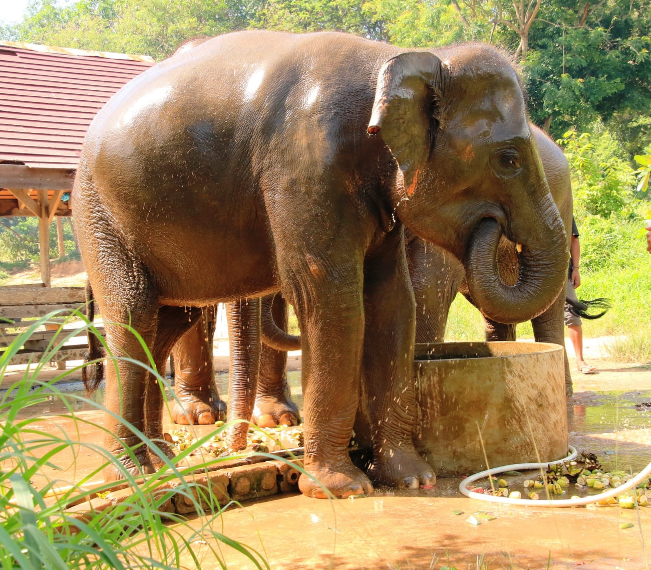 Elefant wird mit Wasserschlauch geduscht auf Koh-Samui im Elephant Sanctuary - Bohemian Rebel-