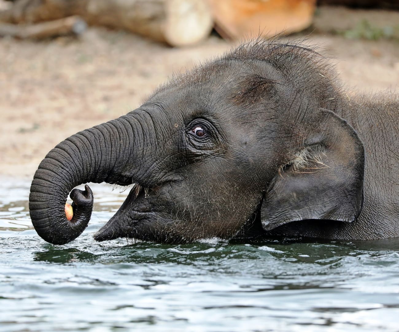 Elefanten-Baby nimmt ein Bad im Wasserloch - Bohemian Rebel