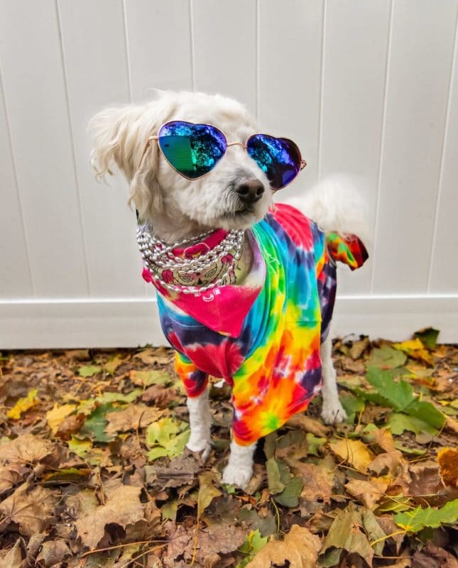 Kleiner weißer Hund in Hippie-Shirt mit Sonnenbrille von Bohemian-Rebel