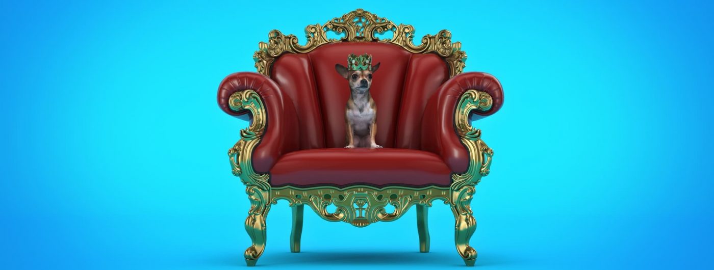 Kleiner Hund sitzt auf VIP Thron mit Krone auf Kopf blauer Grund-Bohemian-Rebel